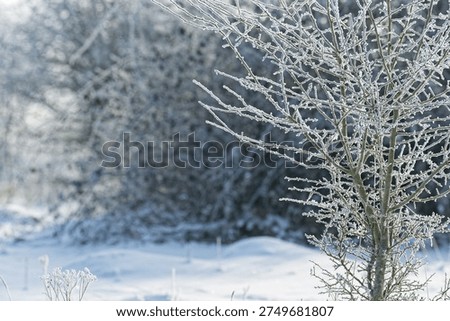 A winter scene showing tree branches covered in frost and surrounded by snow, creating a cold and serene atmosphere with a blurred background.