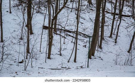 Winter scene, a small, snow covered, urban copse - Shutterstock ID 2242958803