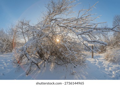 Winter scene with a snowy tree, setting sun casting ethereal glow, contrasting warm and cool tones, snowy arboreal spectacle, fence or structure in the background, ground level perspective, depth, gr
