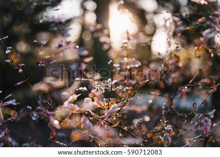 Foto Bild Lichtspiele Umwelt Natur