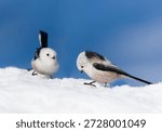 Winter scene with two long tailed tit. Closeup portrait of two white titmouse with long ta. Aegithalos caudatus                               