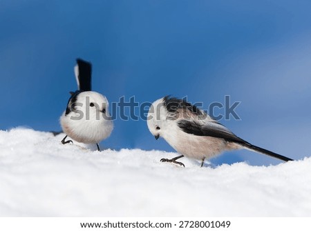 Winter scene with two long tailed tit. Closeup portrait of two white titmouse with long ta. Aegithalos caudatus                               