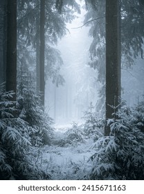 A winter scene of a vast forest with an abundance of trees blanketed in white snow