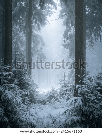 A winter scene of a vast forest with an abundance of trees blanketed in white snow