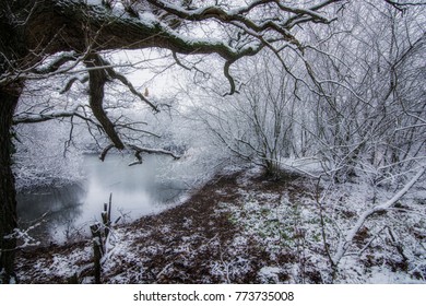 Winter Scene - Wirral Way Country Park