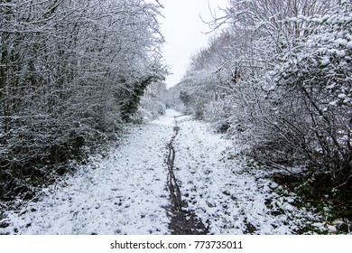 Winter Scene - Wirral Way Country Park