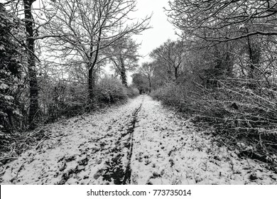 Winter Scene - Wirral Way Country Park