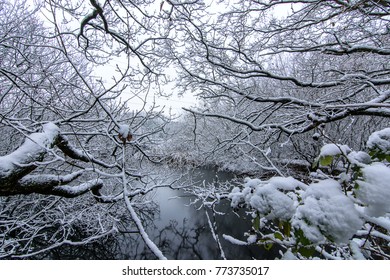 Winter Scene - Wirral Way Country Park