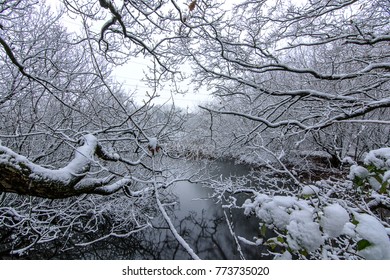 Winter Scene - Wirral Way Country Park