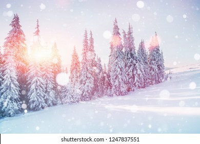Winter scenery. Gorgeous place with trees in the carphathian mountains. - Shutterstock ID 1247837551