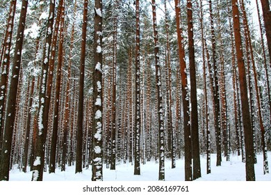 Winter Scenery With Pine Forest Covered With White Snow. Selective Focus. 