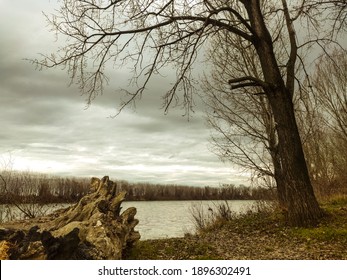 Winter scenery at the riverside, with a treetrunk and bare trees.
