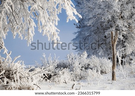 Winter scenery with tress covered in white frost