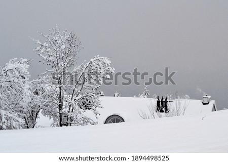 Similar – Foto Bild OH BÄUMEBAUM OH BÄUMEBAUM