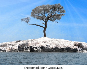 Winter seascape with lonely standing separately frosted branchy pine tree on rocky island covered with white snow in sea water with visible sun lights under blue sky - Powered by Shutterstock