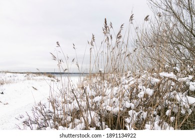 Winter Seaside Fresh Snow On The Ears Of Grain. Snow Near The Sea.