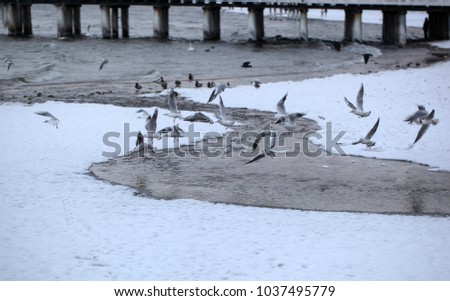 Similar – Image, Stock Photo Seabridge at the Baltic Sea coast in Rerik