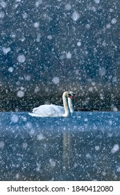 Winter Season And Birds. Falling Snow. Nature Background. Mute Swans.