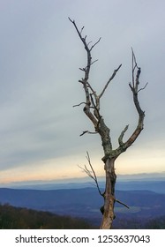 Winter.  Shenandoah National Park, Virginia.