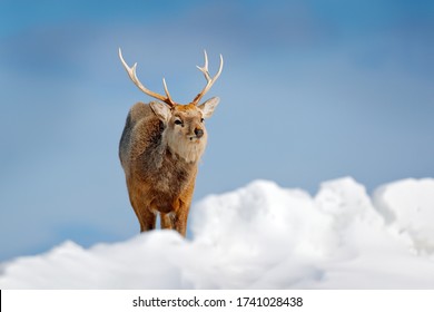 619 Hokkaido sika deer Images, Stock Photos & Vectors | Shutterstock