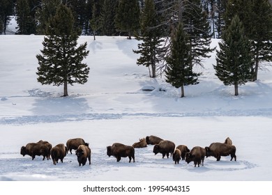 winter shot of a bison herd standing in the snow at yellowstone national park in wyoming, usa