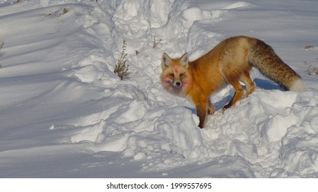 winter shot of a red fox standing on snow and facing the camera at yellowstone national park in wyoming, usa