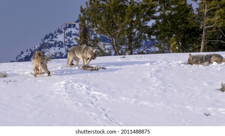 winter shot of three coyotes feeding on the bones of a carcass in yellowstone national park of montana, usa