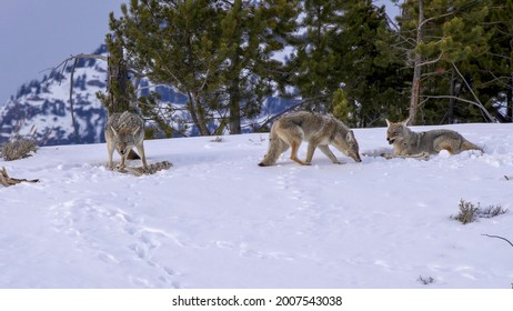 winter shot of two coyotes feeding and one walking at yellowstone national park in montana, usa