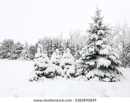 winter, side view snow covered pine trees at garden in a snowy day in winter. garden with pine trees after heavy snowstorm. Christmas or new year concept background with copy space. park in wintertime