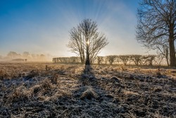 Winter Silhouette Of A Dreamy Tree On A Misty, Foggy Field Or Moor Where Frost Covers The Ground With Hedgerow. Sun Rays Shining On A Blue Sky