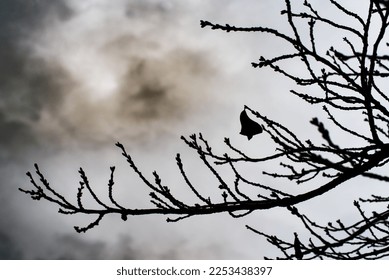 Winter sky full of dark clouds seen behind bare tree branches - Powered by Shutterstock