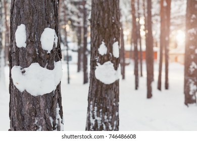 Winter smiley face on a tree