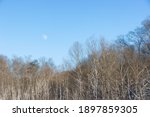 Winter snow countryside landacpe  with a faint moon in the blue sky in rural northeastern Tennessee