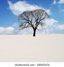 willow tree in winter