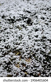 Winter Snow Covering Autumn Leaves, Cincinnati, Ohio.