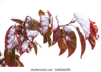 Winter Snow Covers The Residual Red Leaves Of A Crabapple Tree.  On A White Background, The Crispness Of The Leaves Truly Stand Out Under The Light Cover Of Fluffy And Powdery Snow.