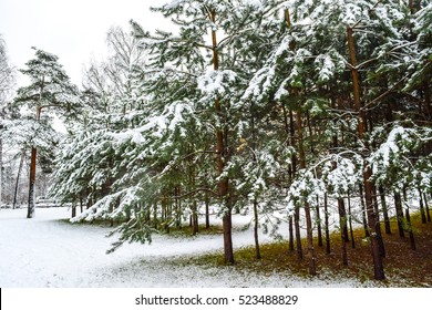 Winter Snow Fir Tree Garden Park