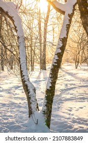 Winter Snow Forest With Sunlight. Amazing Natural Landscape, No People