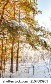 Winter Snow Forest With Sunlight. Amazing Natural Landscape, No People