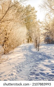 Winter Snow Forest With Sunlight. Amazing Natural Landscape, No People