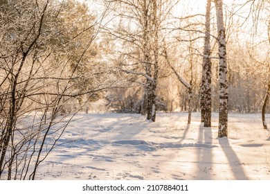 Winter Snow Forest With Sunlight. Amazing Natural Landscape, No People