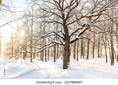 Winter Snow Forest With Sunlight. Amazing Natural Landscape, No People