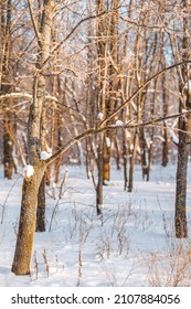 Winter Snow Forest With Sunlight. Amazing Natural Landscape, No People