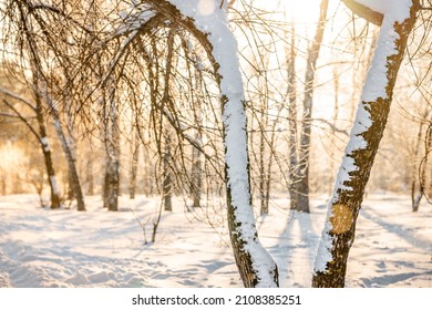 Winter Snow Forest With Sunlight. Amazing Natural Landscape, No People