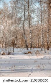 Winter Snow Forest With Sunlight. Amazing Natural Landscape, No People