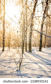 Winter Snow Forest With Sunlight. Amazing Natural Landscape, No People