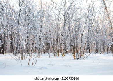 Winter Snow Forest With Sunlight. Amazing Natural Landscape, No People