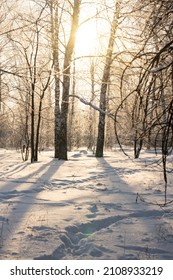 Winter Snow Forest With Sunlight. Amazing Natural Landscape, No People