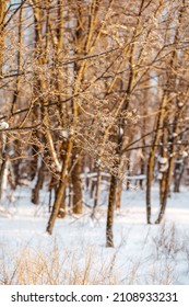 Winter Snow Forest With Sunlight. Amazing Natural Landscape, No People