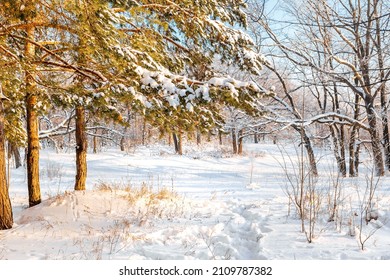 Winter Snow Forest With Sunlight. Amazing Natural Landscape, No People